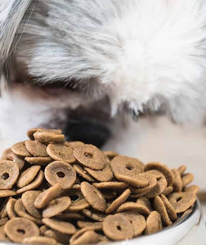  Do you have a puppy? Tips for choosing the best puppy food