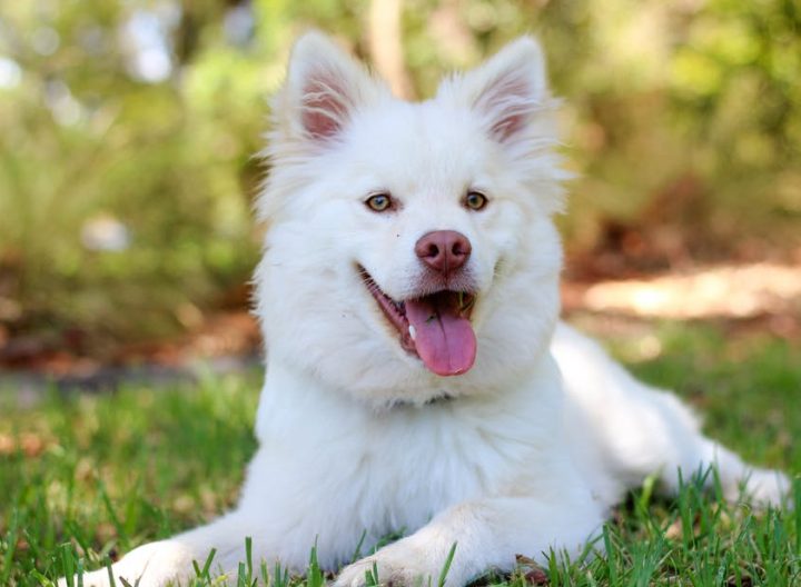 Going for a Drive with Your Dog – Precautions Every Dog Owner Shall Know