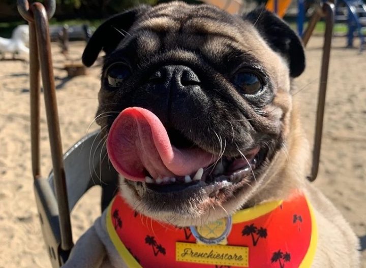 French Bulldog Are The Best Breeds As Pets
