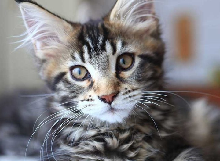 5 Popular Cat Breeds in Australia
