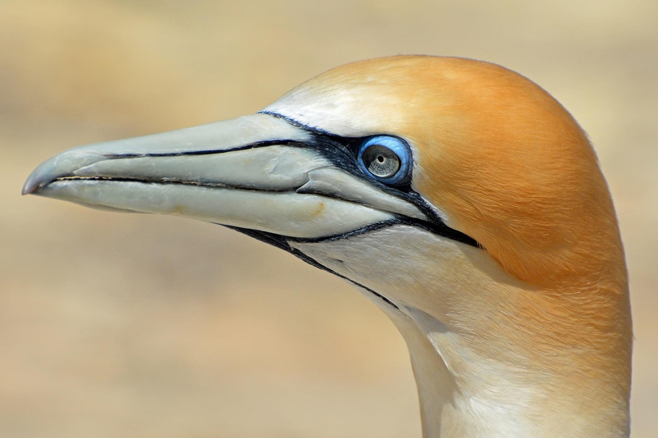 Northern gannet, bird, animal — Beyond Limitations Experience Freedom & Big Wins with a non gamstop casino._2